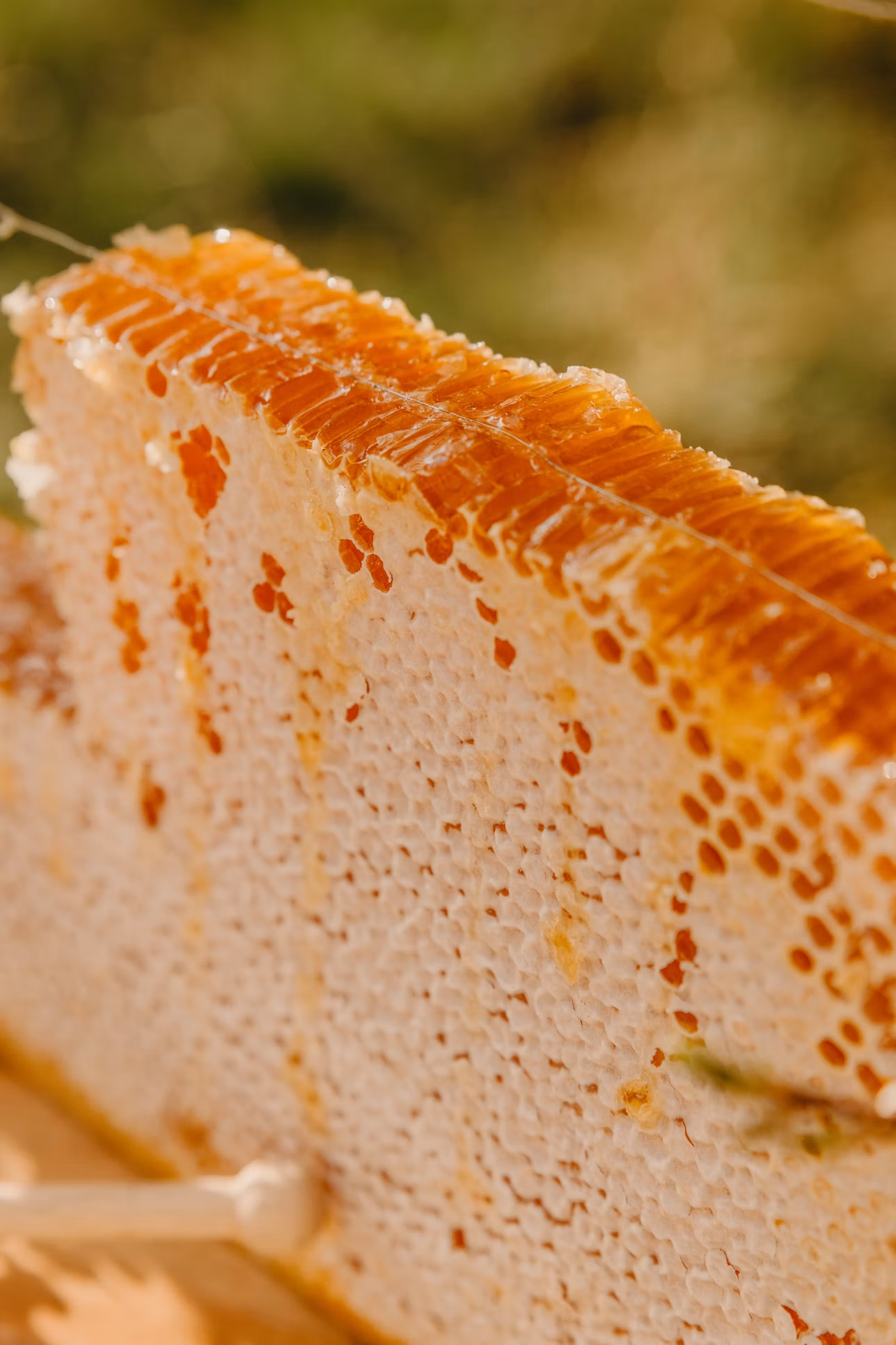Raw golden honey glistening in natural honeycomb