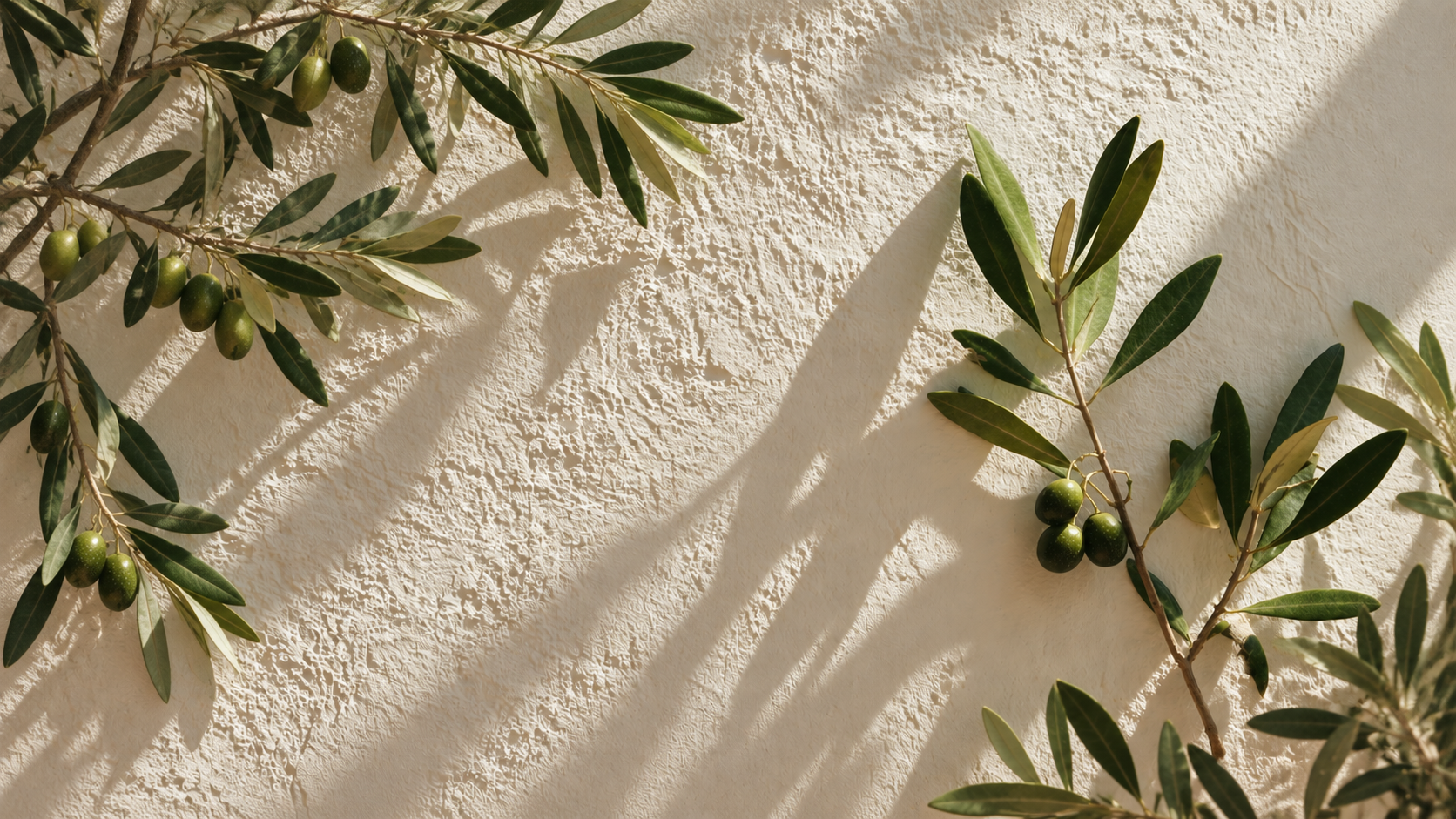 Olive branches casting warm shadows across a cream plaster wall